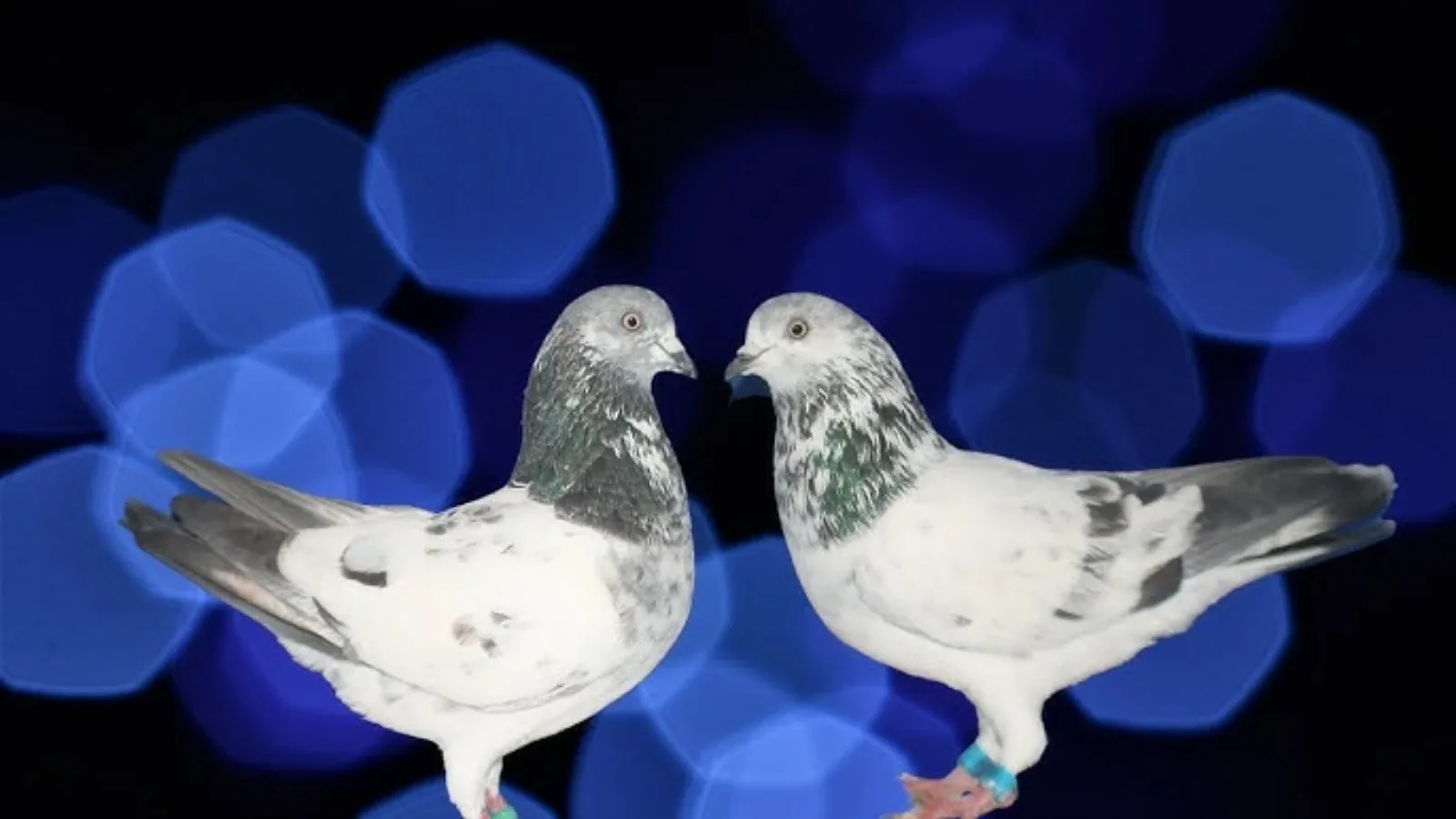 Golubovi – potpuni vodič o uzgoju, vrstama, ishrani, zdravlju i držanju golubova