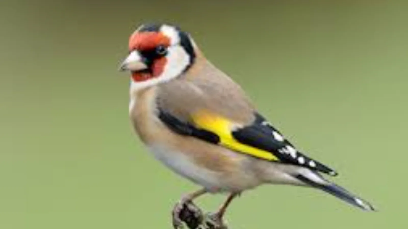 Češljugar, zeba i pjevica