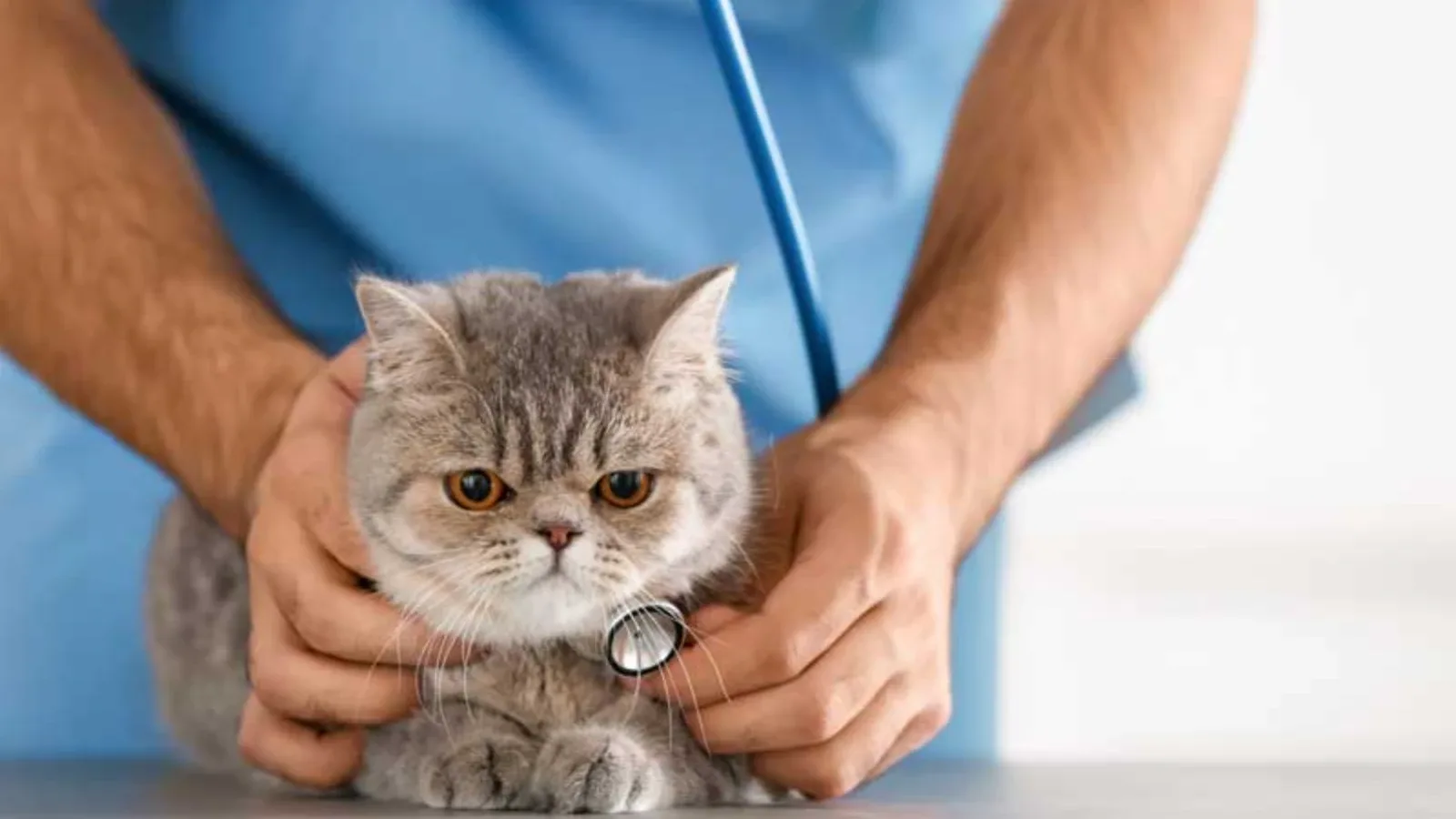 Zašto mačka često povraća? Vodič za vlasnike