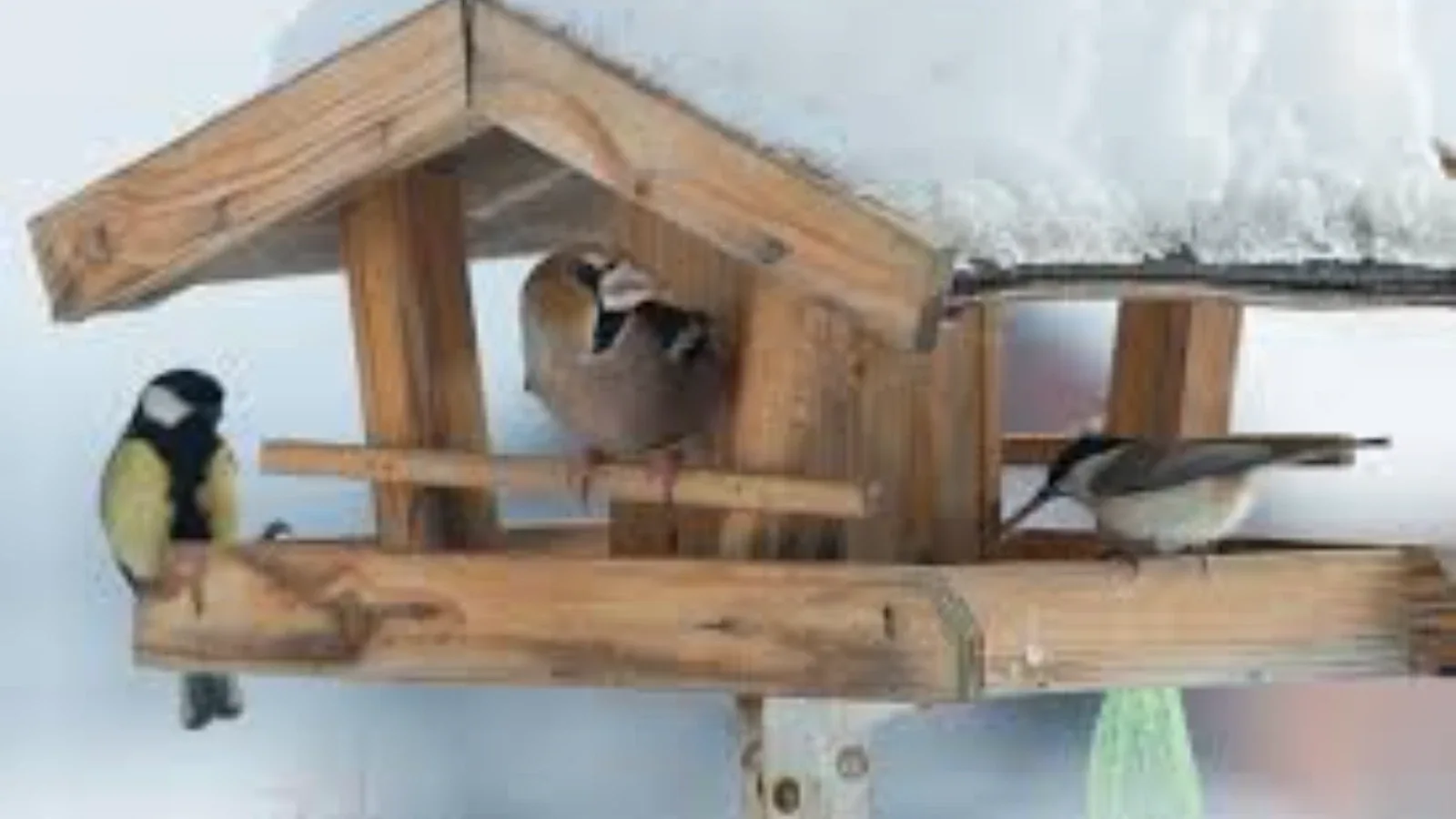 Kako pomoći vrapcima, sjenicama i divljim golubovima tokom zime