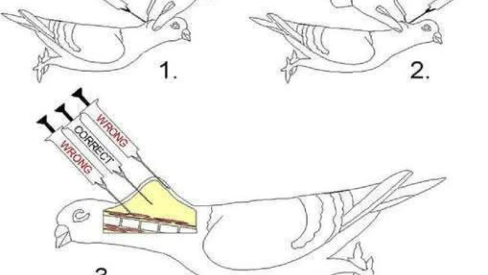 Vakcinacija golubova – pravilna tehnika, vrste vakcina i najčešće greške
