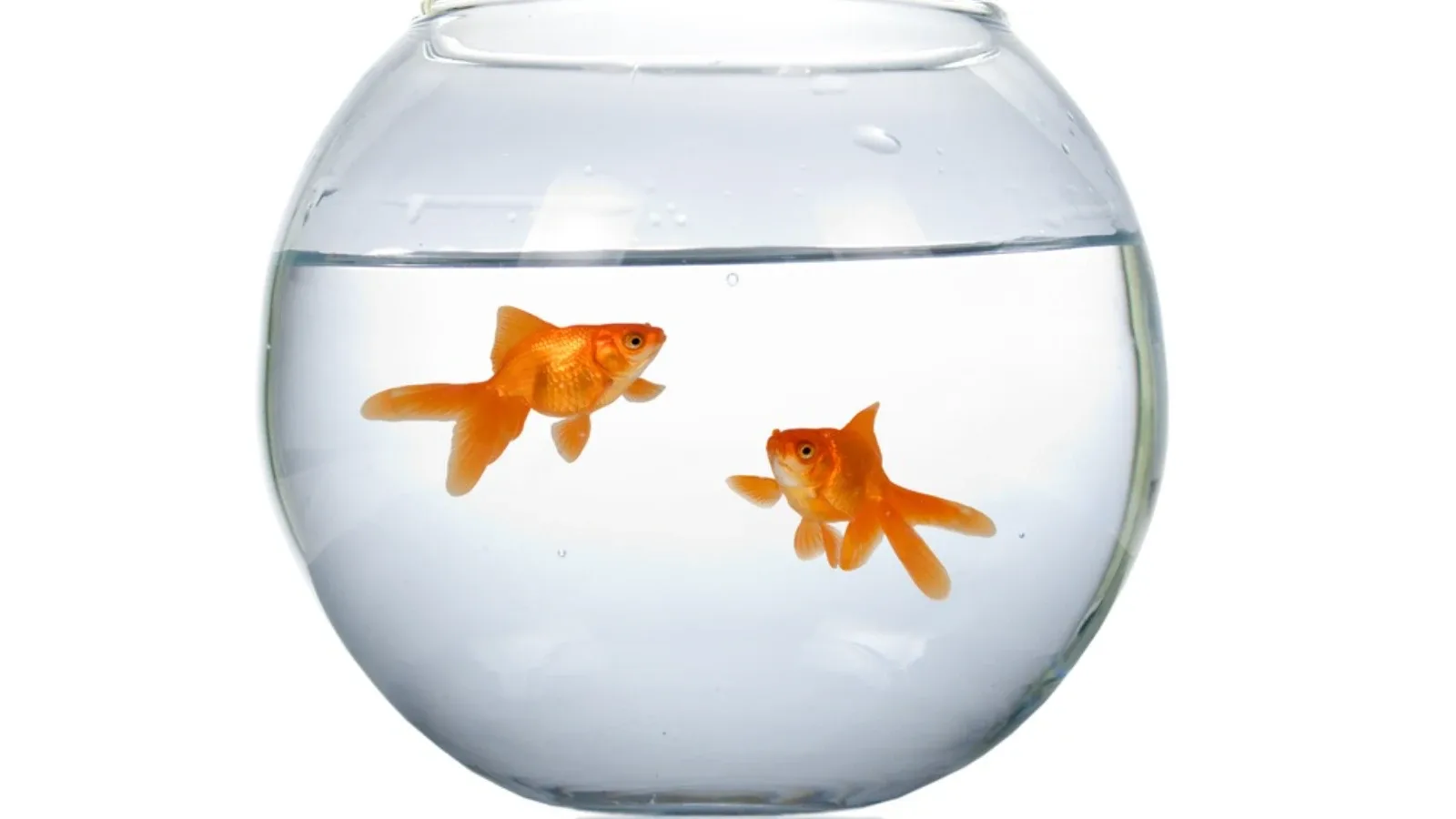 Koliko često treba čistiti akvarijum i kako ga pravilno održavati