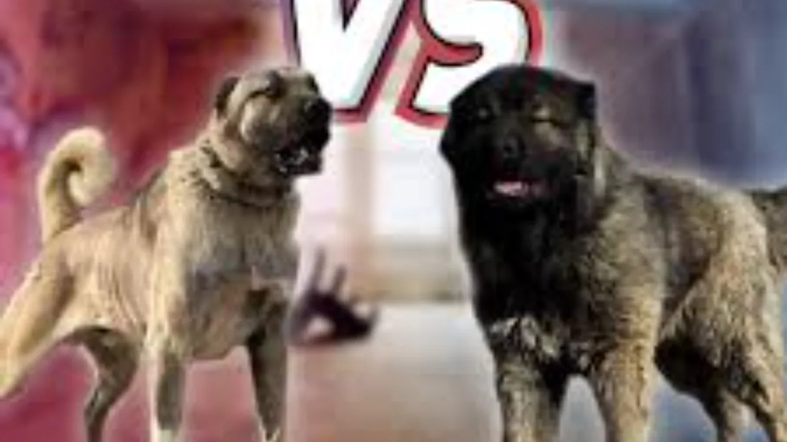 Kangal vs Kavkaski ovčar – Koja je rasa bolji čuvar i za koga?