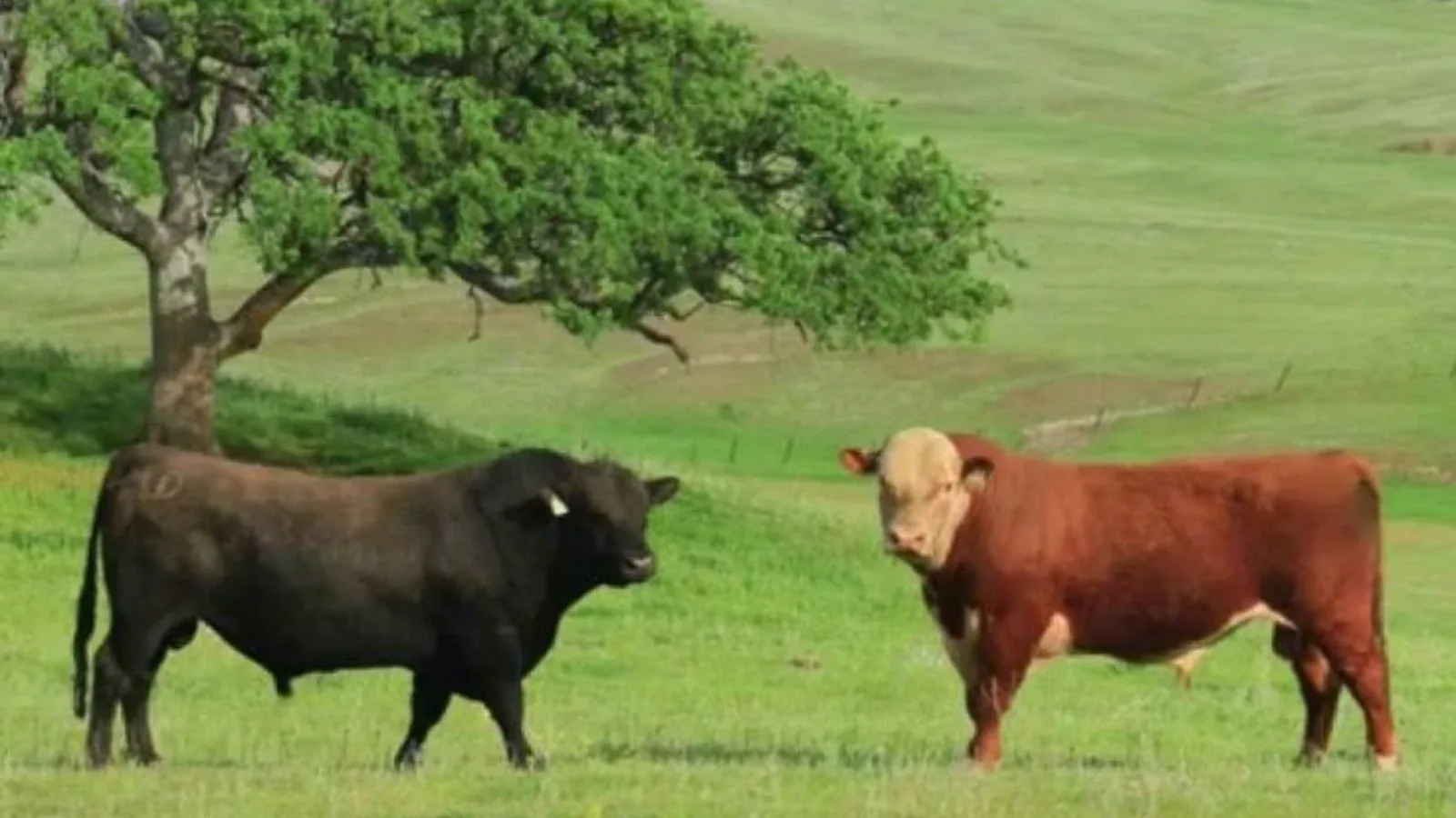 Hereford vs Angus — šta je bolje i isplativije za uzgoj mesa?”