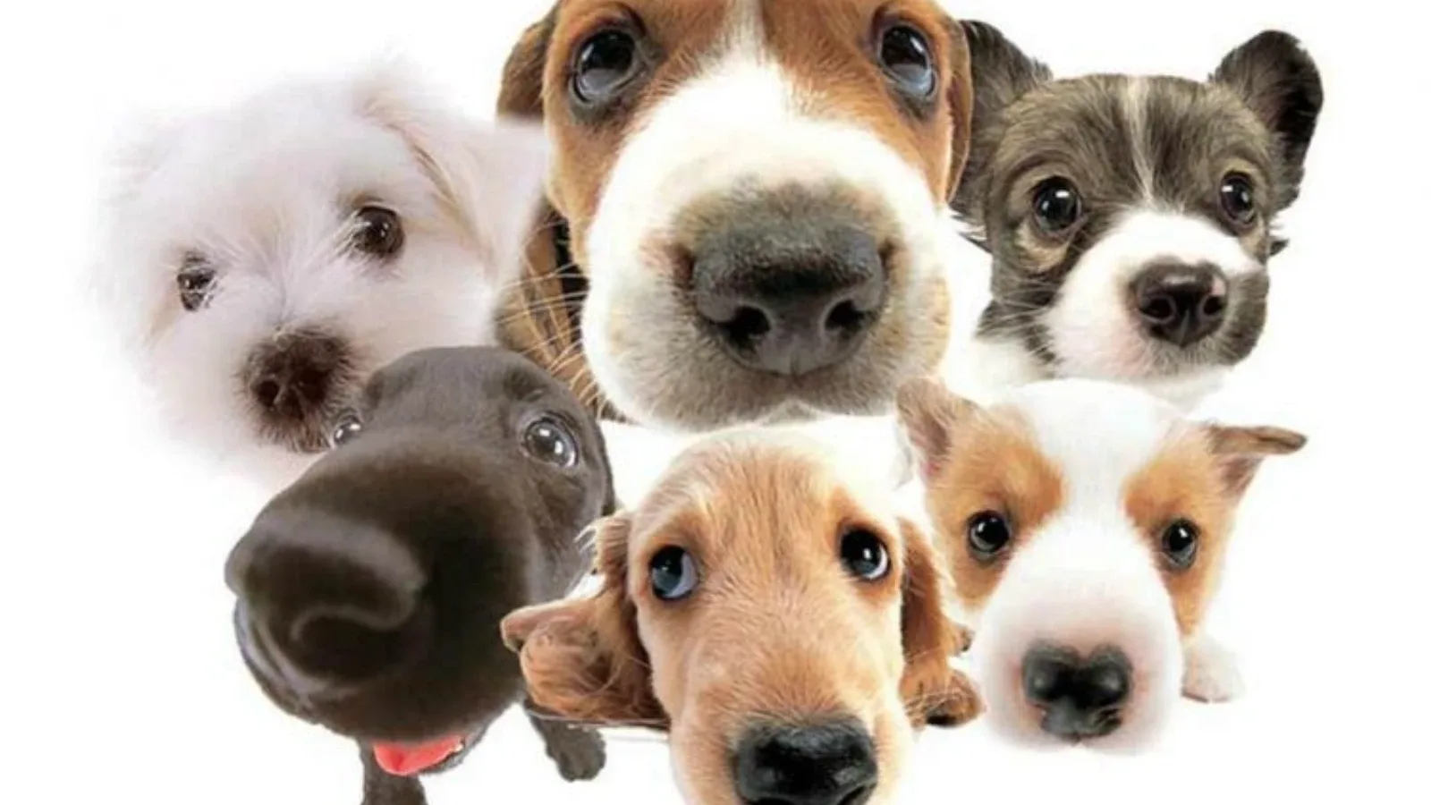 Pas (Canis lupus familiaris): sve što trebate znati o najvjernijem čovjekovom saputniku