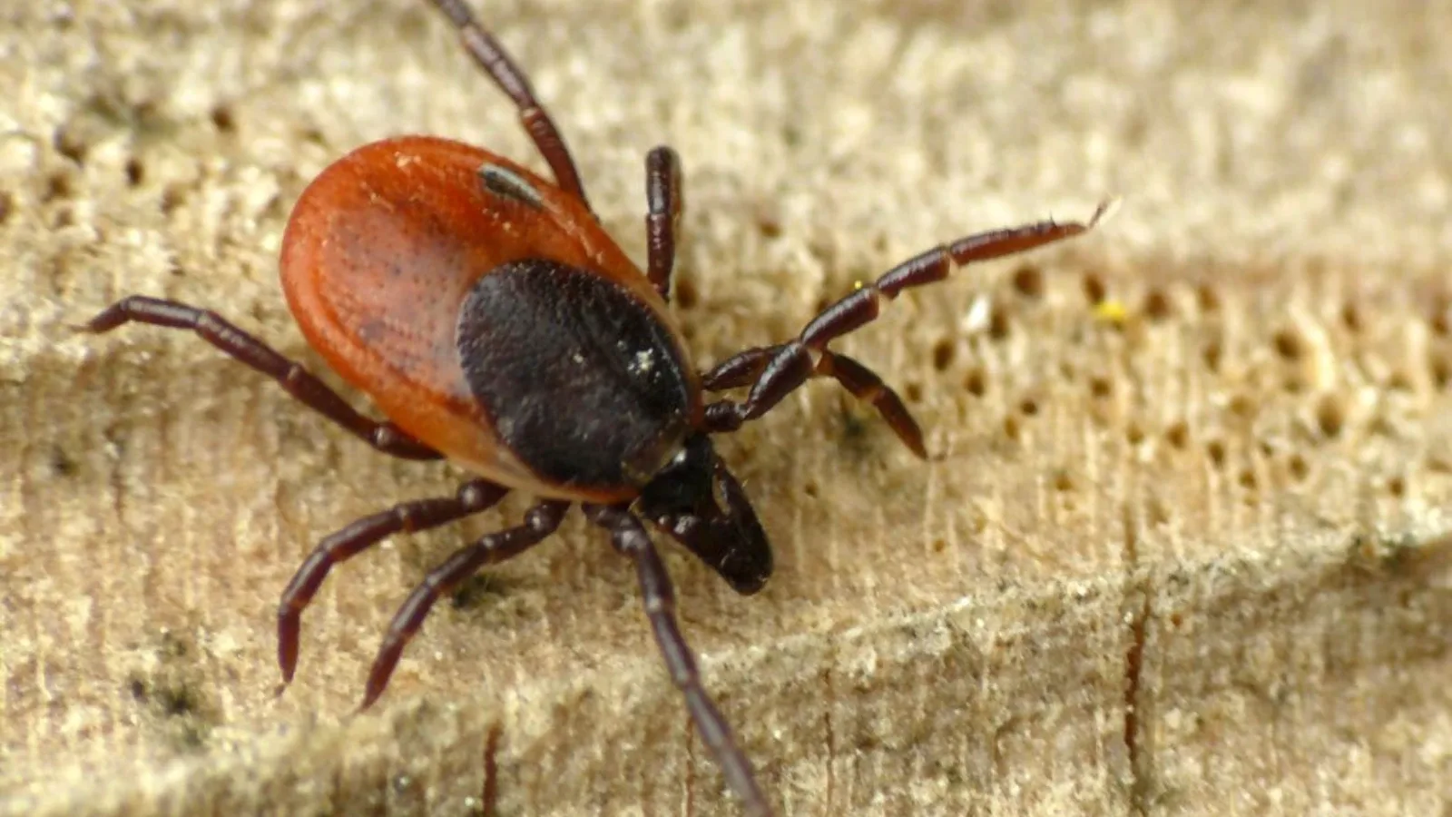 Krpelji na životinjama – Kako ih prepoznati, ukloniti i spriječiti