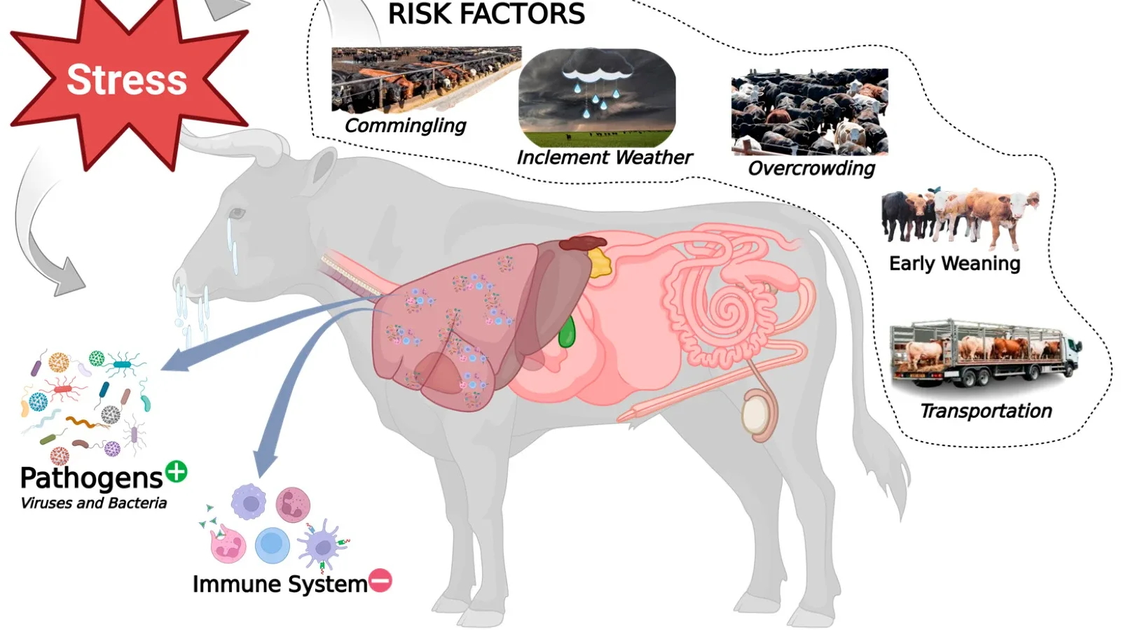Bolesti disajnih organa kod krava: Kako zaštititi zdravlje vašeg stada