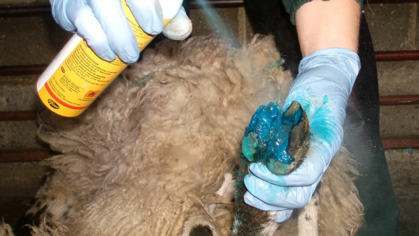 Šepanje kod ovaca – uzroci, simptomi, liječenje i prevencija