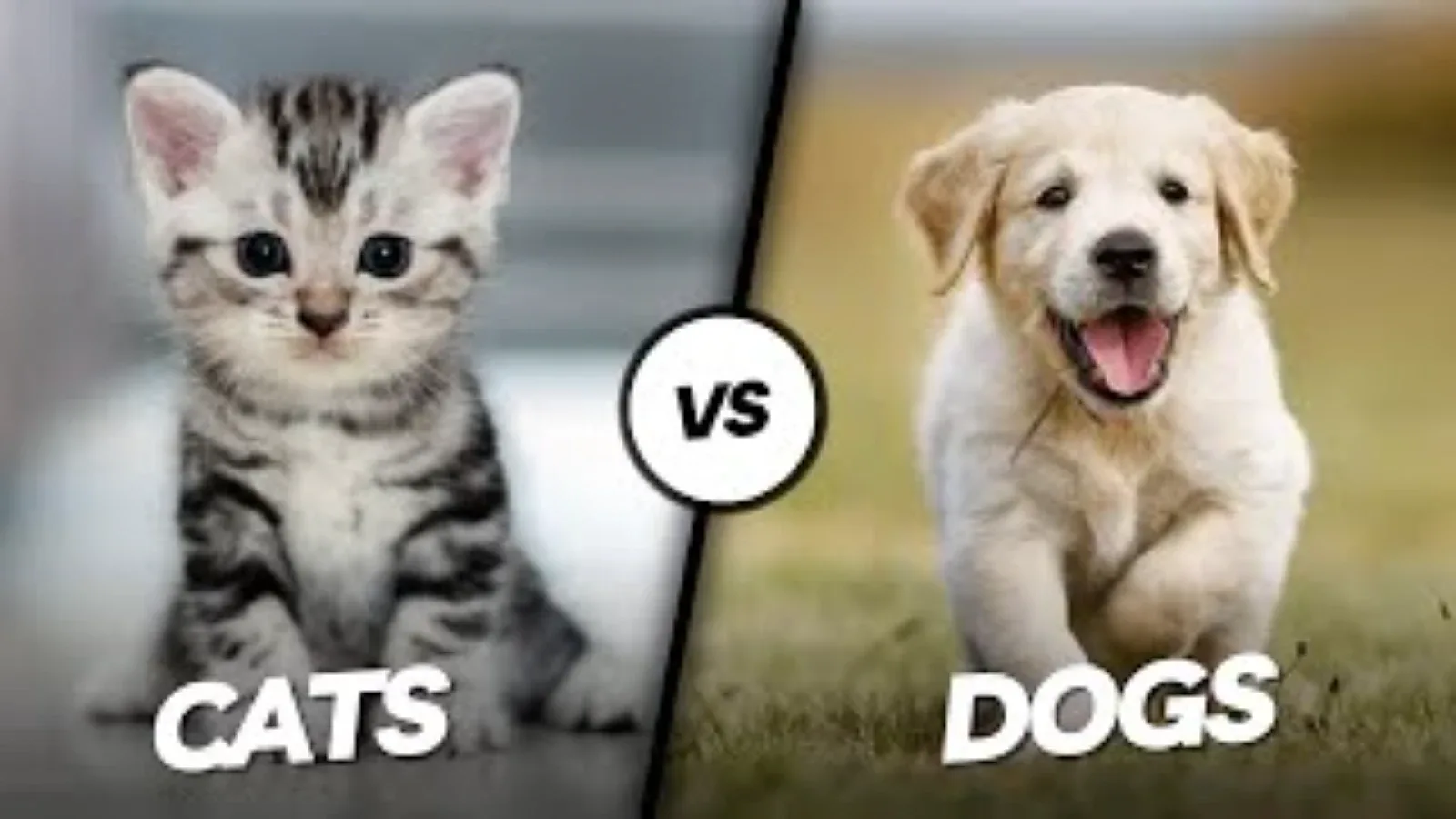 Pas ili mačka — koji je bolji izbor za kućnog ljubimca?