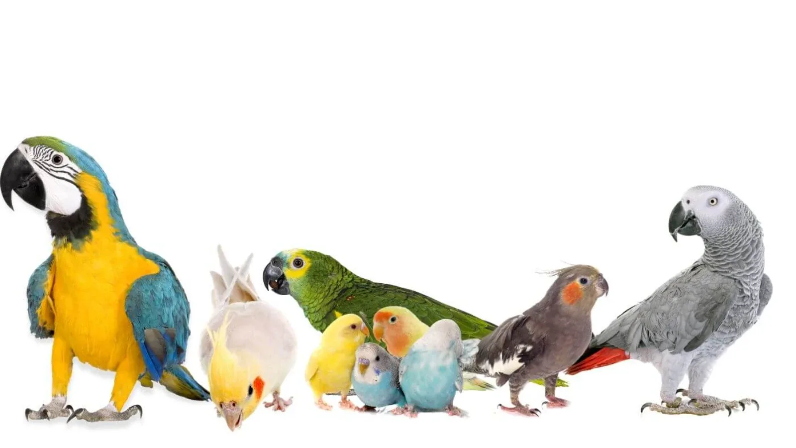 Ishrana papagaja po veličinama – kompletan vodič