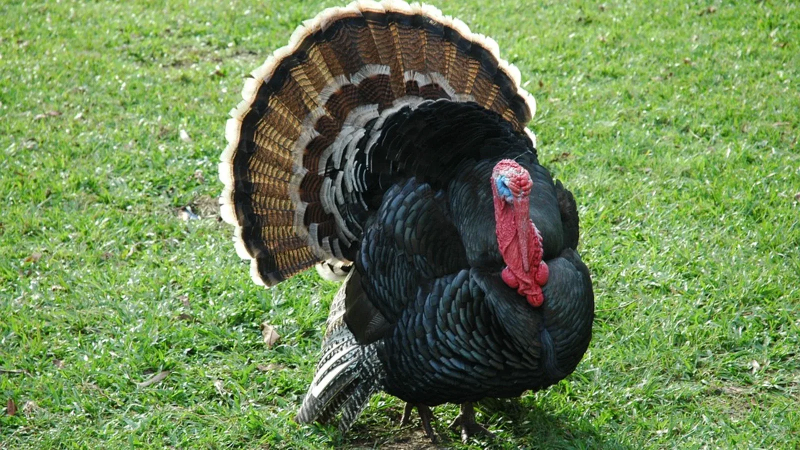Uzgoj ćurki (curki) – kompletan vodič za početnike i ozbiljne uzgajivače 🦃