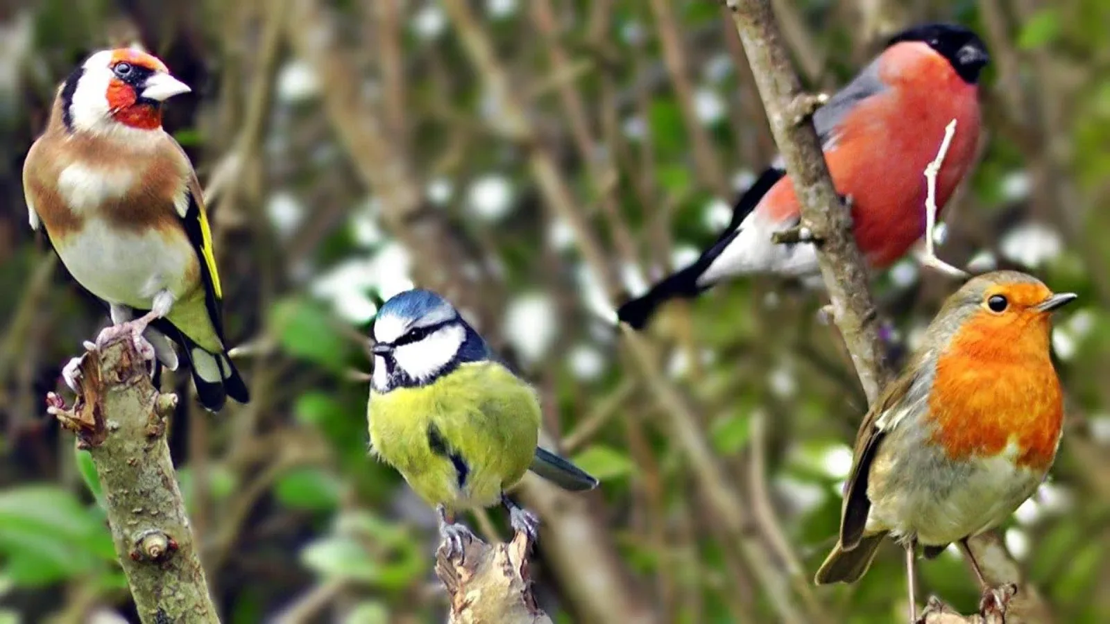 Kako njegovati ptice pjevice: savjeti za kanarince, čižle i slavuje