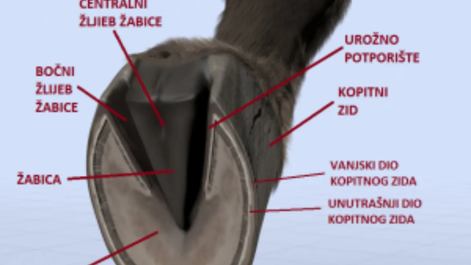 Kako pravilno potkivati konja