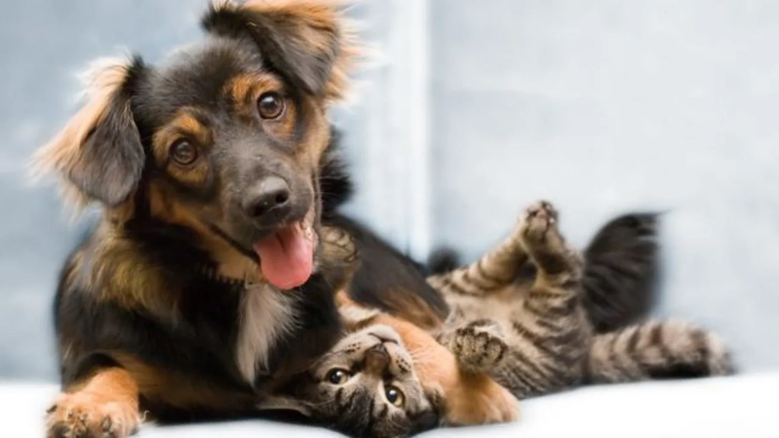 Usvajanje životinja – Kompletan vodič za odgovorno udomljavanje