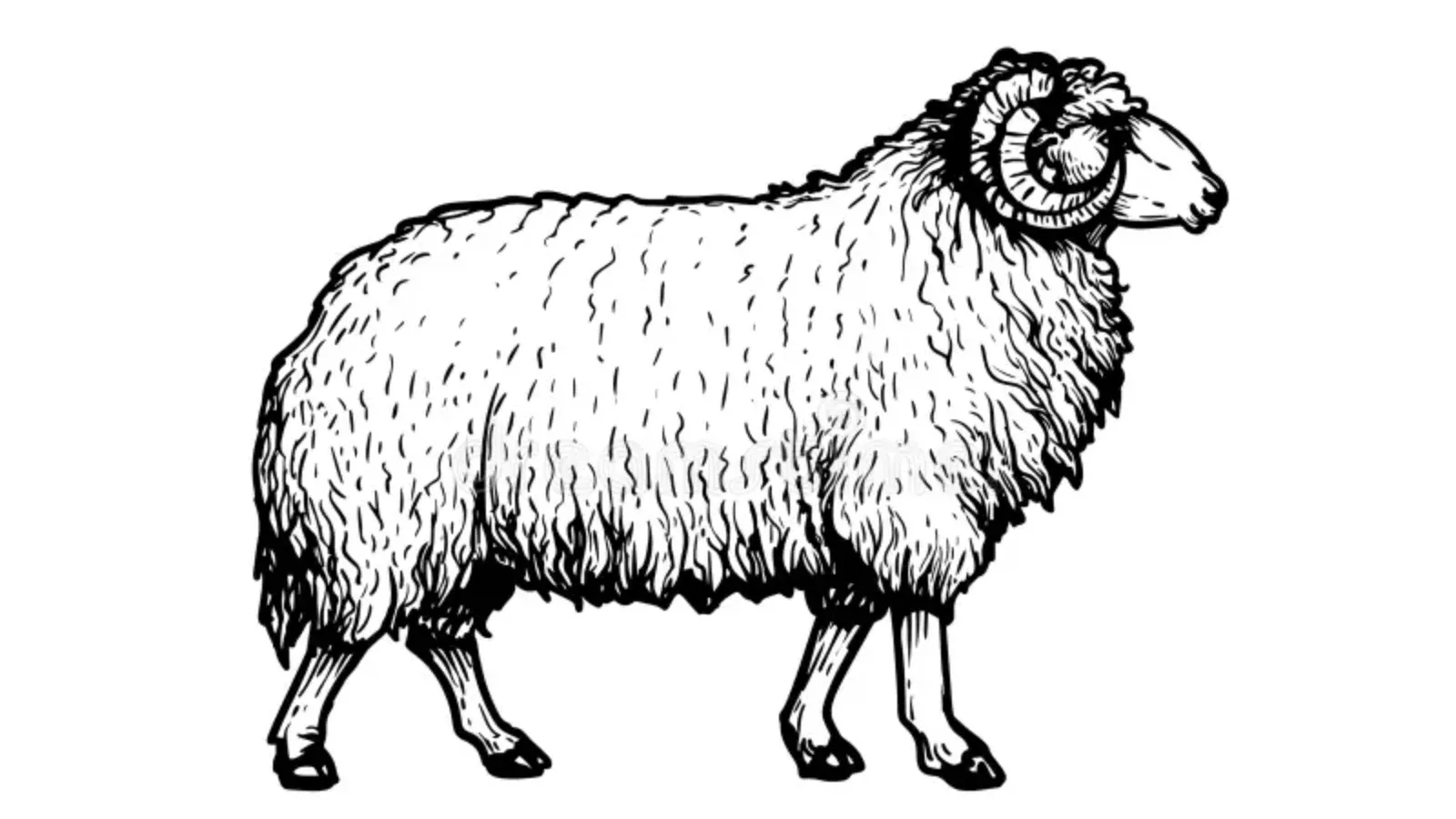 Dubska ili Vlašićka pramenka: Kako prepoznati razlike između dvije legendarne bosanske pasmine?