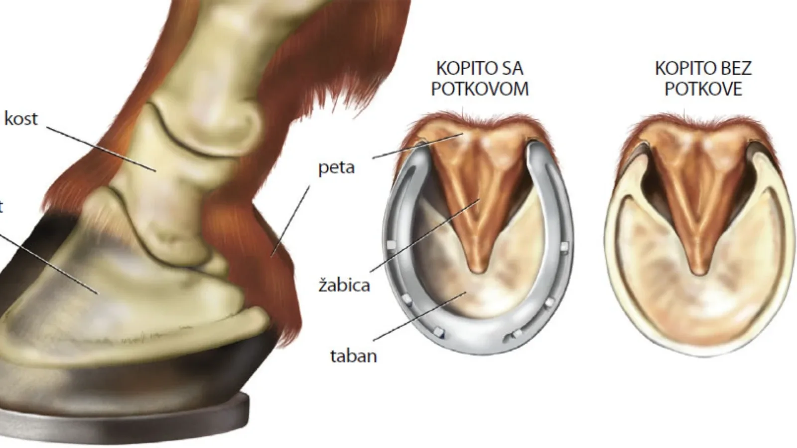 Bosi konji (barefoot) – prednosti i nedostaci držanja konja bez potkova