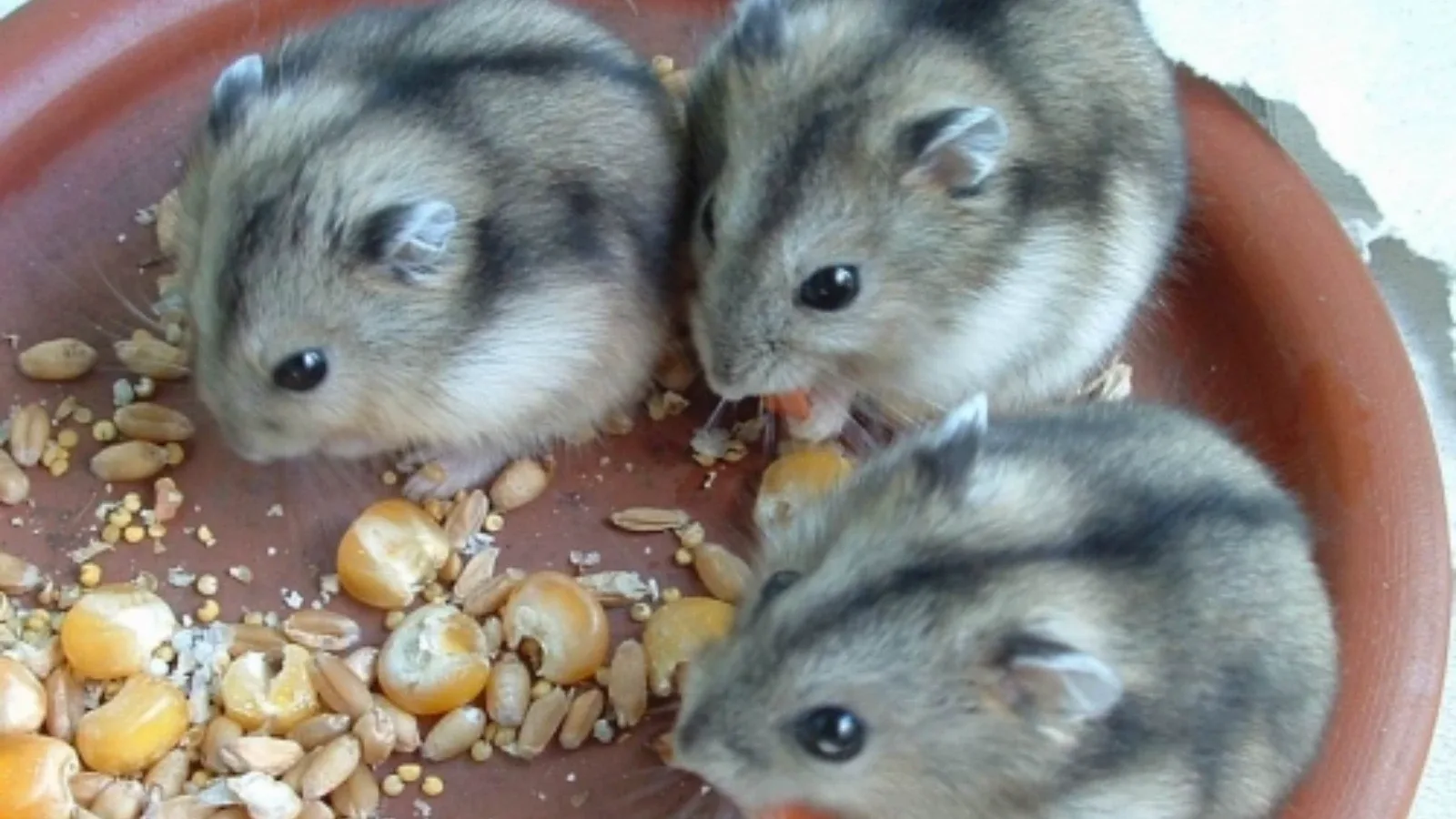 Ishrana hrčaka: Granule ili svježe povrće – šta je zapravo najbolji izbor?