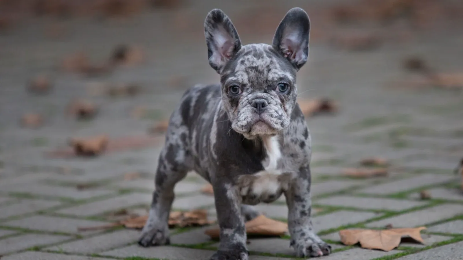 Šta je Harlekin boja kod životinja?