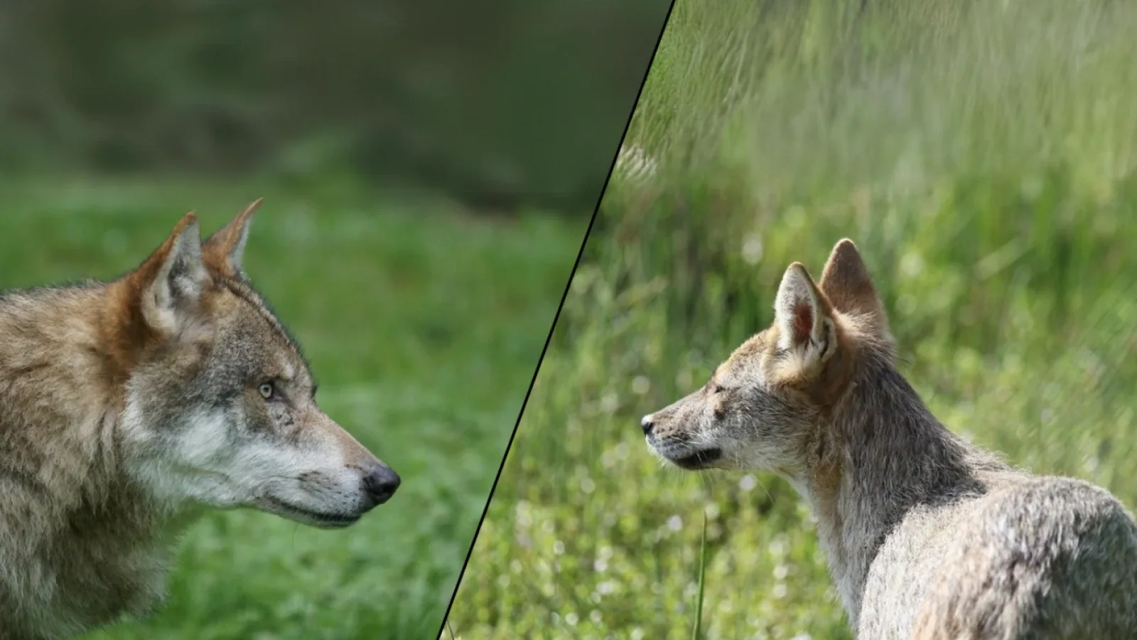 Razlika između vuka i šakala – Potpuni vodič (Canis lupus vs Canis aureus) / zoo.ba