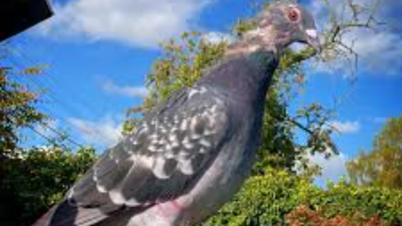 Mitar kod golubova – Sve što uzgajivači trebaju znati