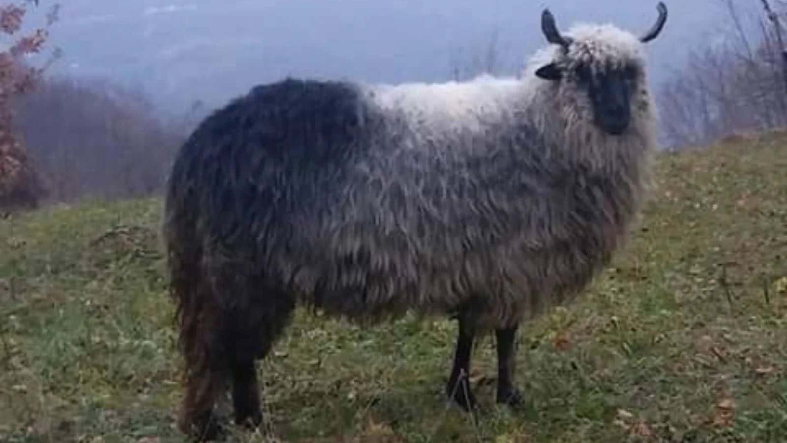 Autohtone pasmine ovaca u Bosni i Hercegovini: Blago naših planina