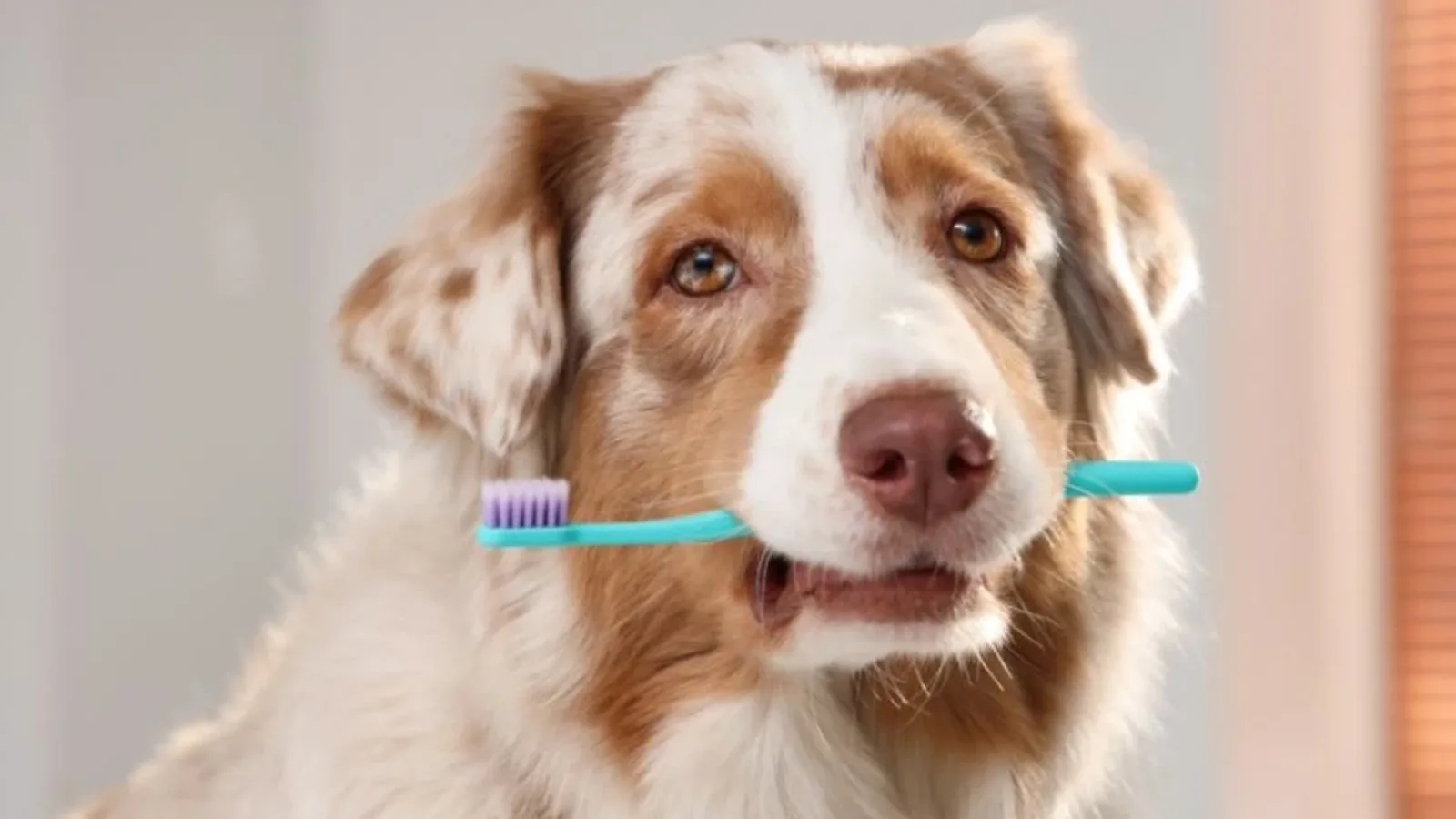 Psu se kvare zubi – šta raditi?