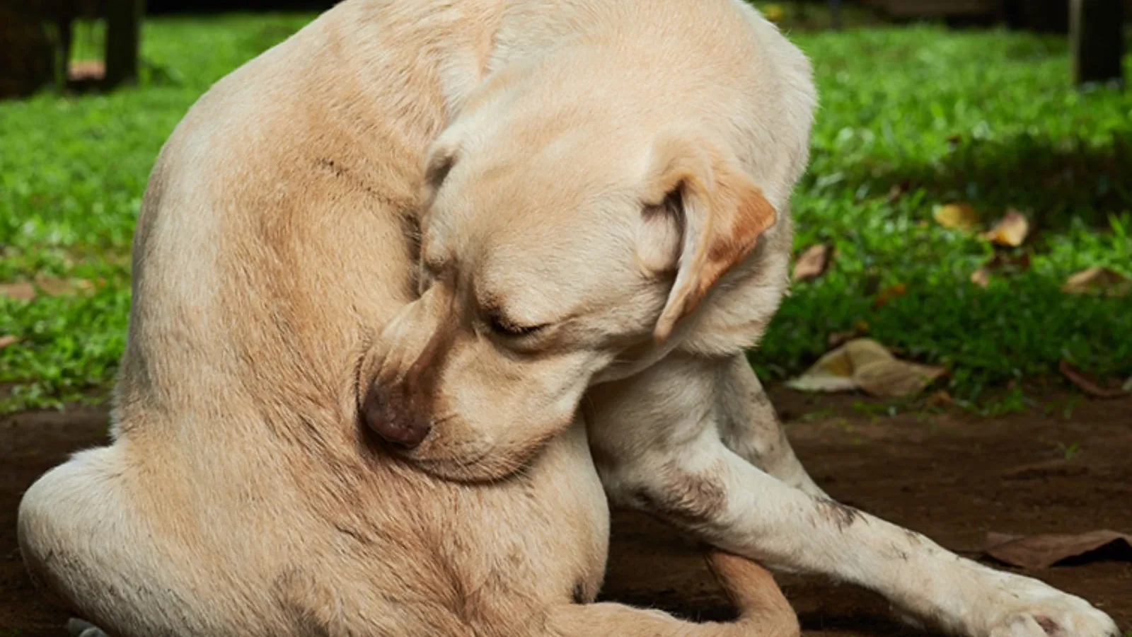 Alergije kod pasa: Sveobuhvatan vodič za prepoznavanje i upravljanje simptomima