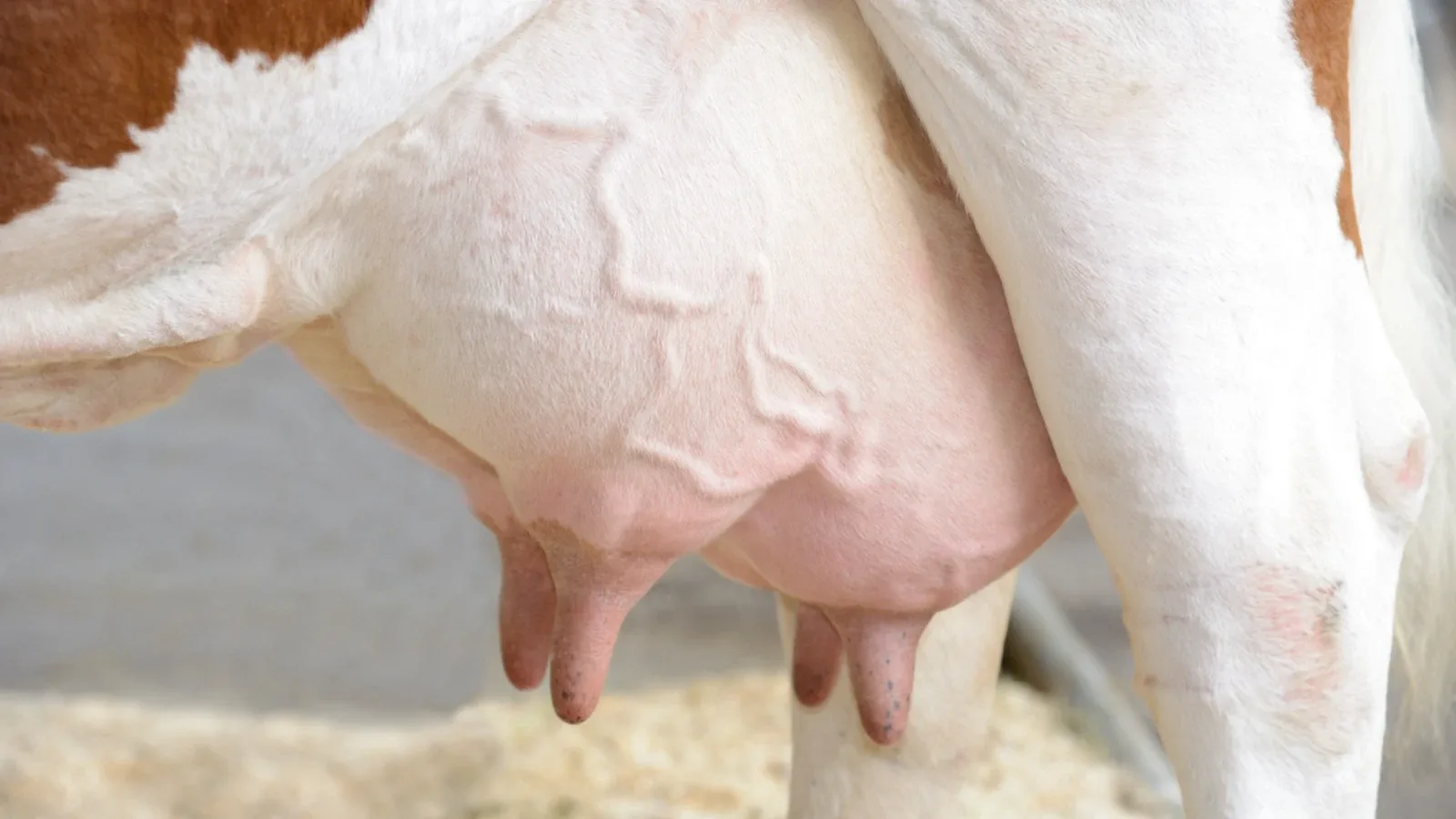 Kako spriječiti i liječiti upalu vimena (mastitis)
