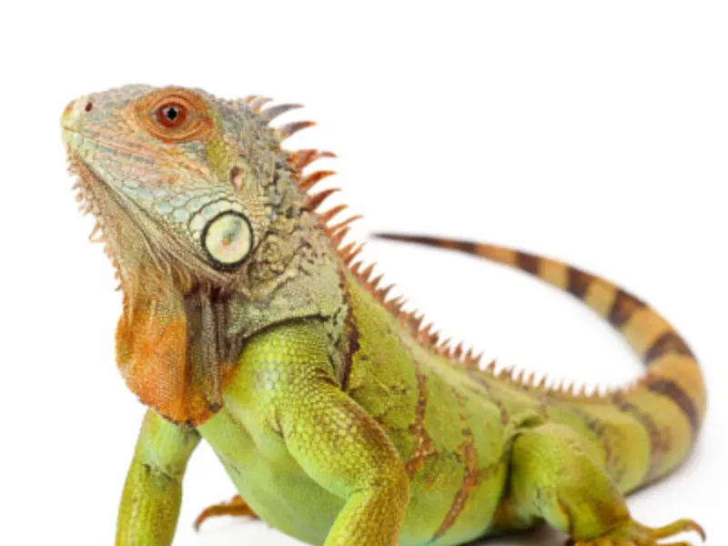 Zelena iguana sa custom terarijem i UVB rasvjetom