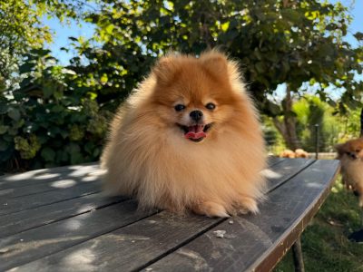 Prodajem štene – Pomeranac mini (pufnasto, preslatko)