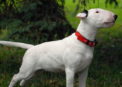 Bul terijer – rasno štene