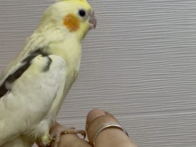 Nimfa rucno hranjena