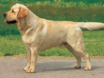 Prodajem psa – Labrador retriver, 5 mjeseci