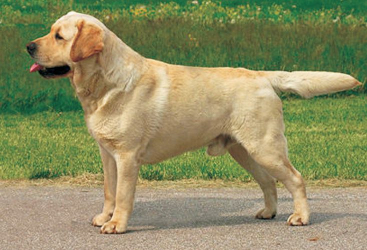 Prodajem psa – Labrador retriver, 5 mjeseci