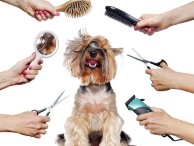 Kupanje i šišanje pasa (dog grooming)