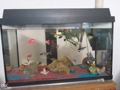 Akvarijum komplet – 60 litara + ribe