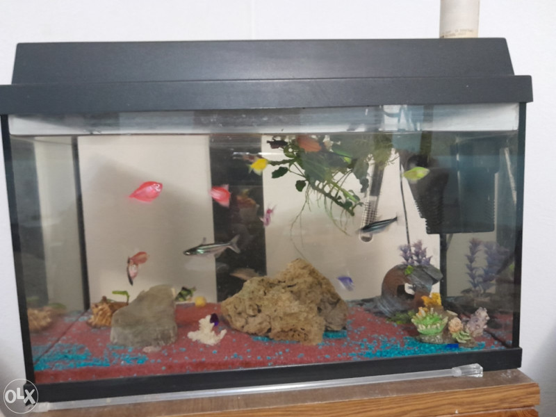Akvarijum komplet – 60 litara + ribe