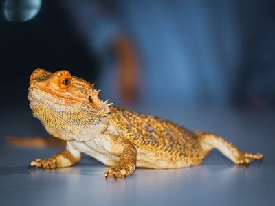 Prodajem bradatu agamu