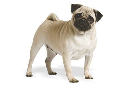 Štene – Mops, ženkica