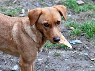 Poklanjam psa – Mješanac srednje veličine