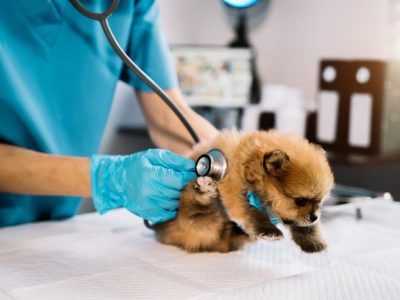 Usluge – Veterinarski pregled + vakcinacija