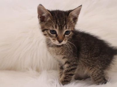 Poklanjam mače – tigrasto, ženko