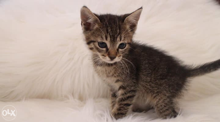 Poklanjam mače – tigrasto, ženko